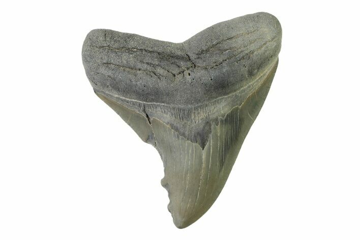 Fossil Megalodon Tooth - Georgia #338668